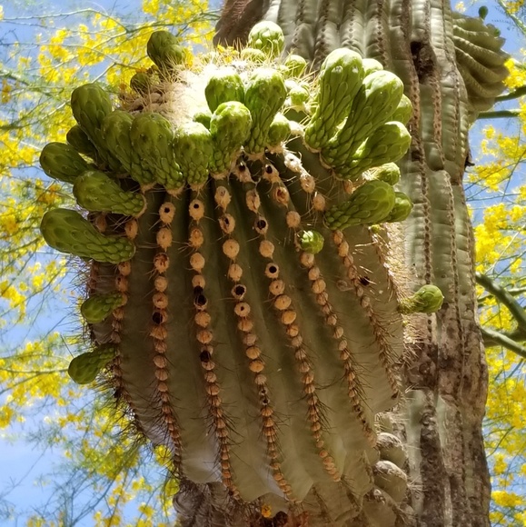 Meet your Posher, Cupcake - Picture 5 of 5